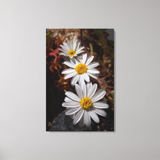 Desert Star Wildflowers Canvas Print (Front)