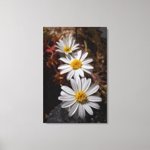 Desert Star Wildflowers Canvas Print
