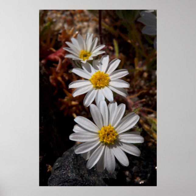 Desert Star Wildflowers Poster (Front)