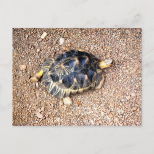 desert tortoise postcard