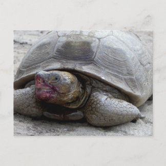 Desert Tortoise Postcard