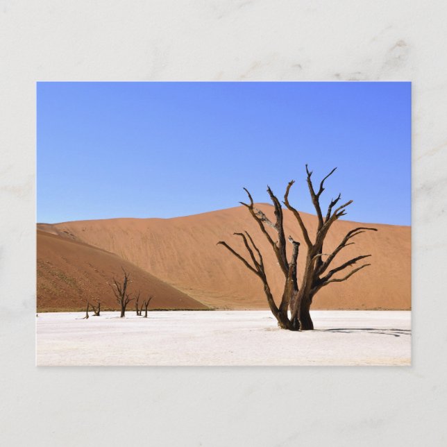 Desert Trees Postcard (Front)