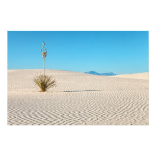 Desert White Sands Landscape and Yucca Photo Print