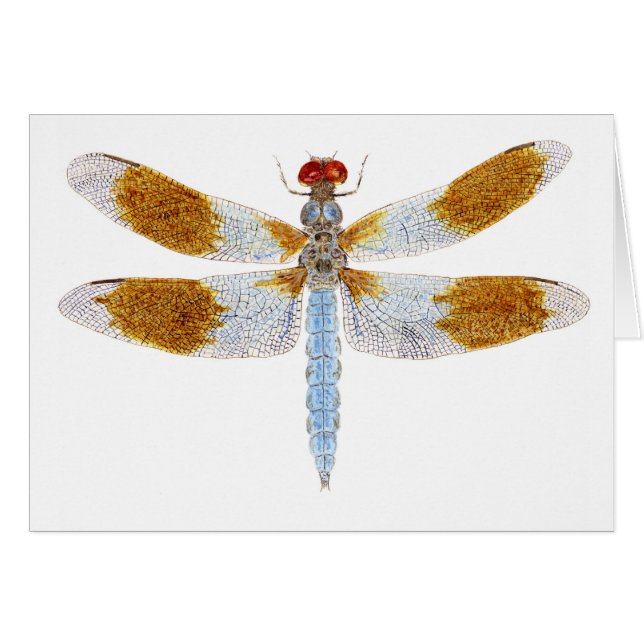 Desert Whitetail Dragonfly (Front Horizontal)