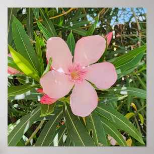 Desert Willow Flower Photo Poster