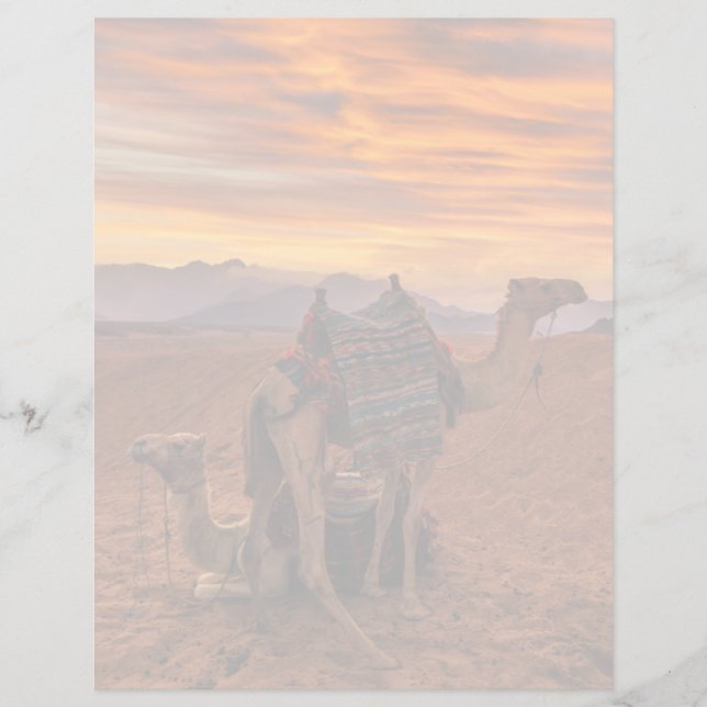 Deserts | Bactrian Camel Egypt Sand Dune (Front)