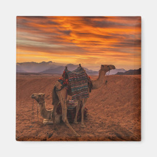 Deserts   Bactrian Camel Egypt Sand Dune Magnet