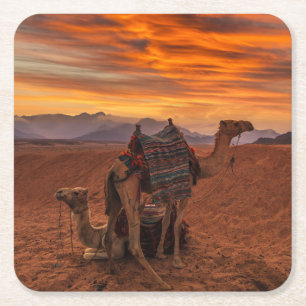 Deserts Bactrian Camel Egypt Sand Dune Square Paper Coaster