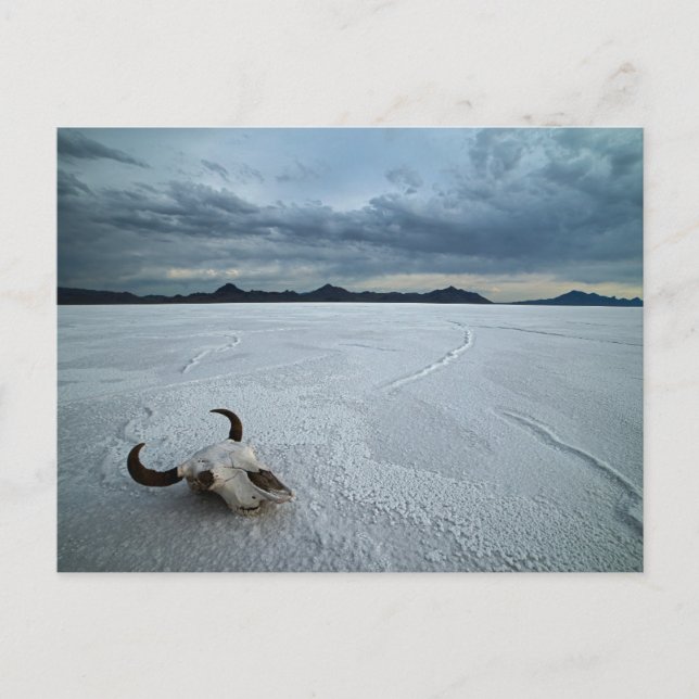 Deserts | Bonneville Salt Flats Utah Postcard (Front)