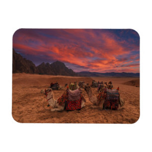 Deserts   Camels Sinai Mountains Egypt Magnet