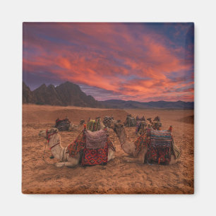 Deserts   Camels Sinai Mountains Egypt Magnet