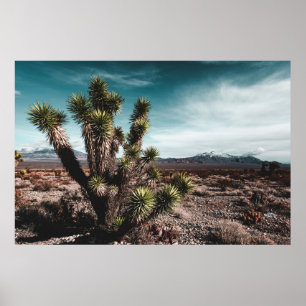 Deserts   Cholla Cactus Poster