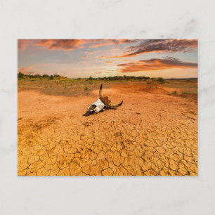 Deserts   Desert with Cow Skull Postcard