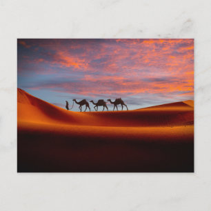 Deserts   Man & Camels in the Sand Dunes Postcard