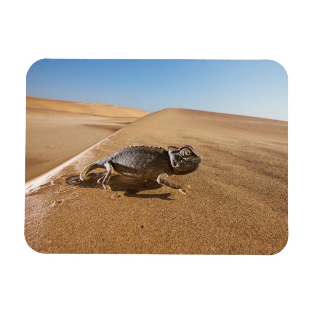 Deserts | Namaqua Chameleon in Desert Magnet (Horizontal)
