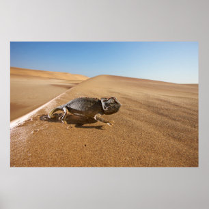 Deserts Namaqua Chameleon in Desert Poster