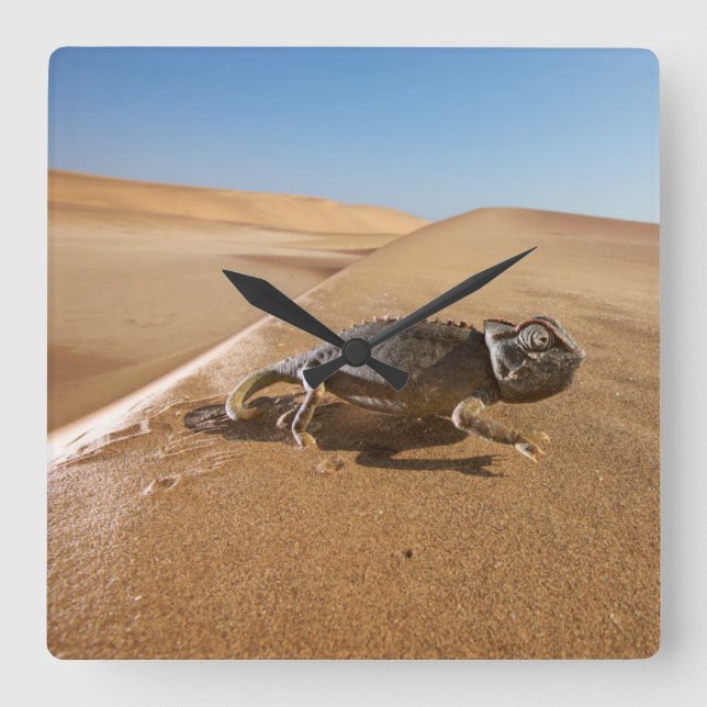 Deserts | Namaqua Chameleon in Desert Square Wall Clock (Front)