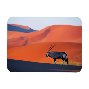Deserts   Namib Desert Oryx Magnet