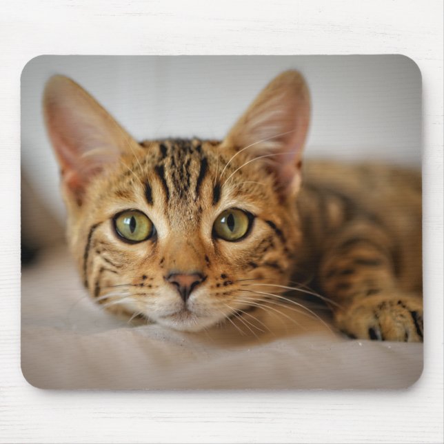 Design - Cute Kitten Mouse Pad (Front)
