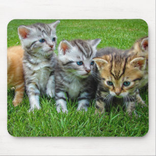 Design - Cute kittens Mouse Pad
