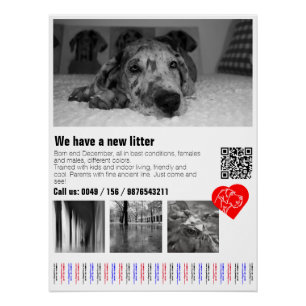 Designer Great Dane Puppy Flyer Poster