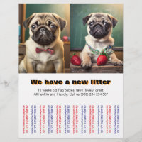 Designer Pug Puppies to sold Flyer