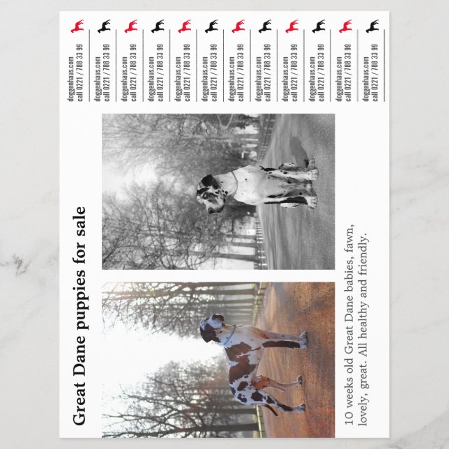 Designer Tear off Great Dane Flyer (Front)