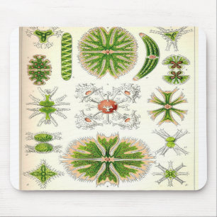 Desmid Mousepad