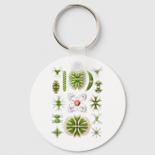 Desmids Key Ring