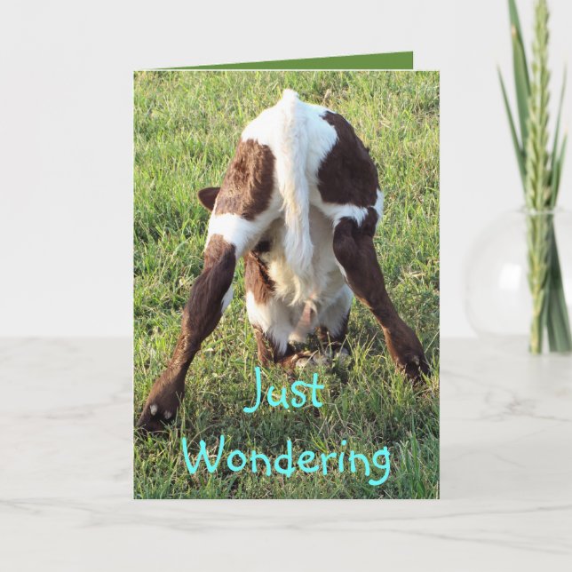 Dessa's baby calf 2-customise any occasion card (Front)