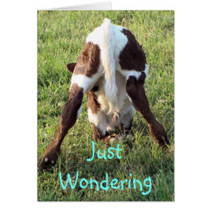 Dessa's baby calf-customise any occasion