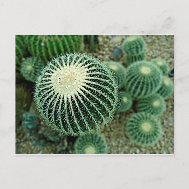 Dessert Cacti Postcard (Front)