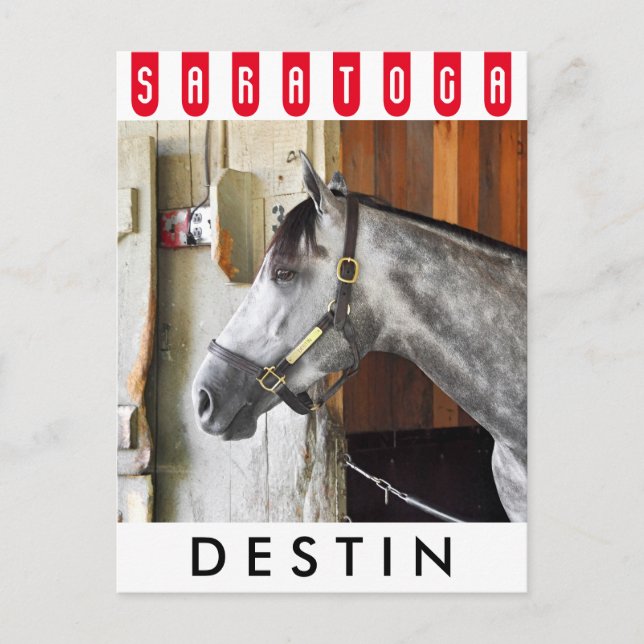 Destin - Horse Haven Postcard (Front)