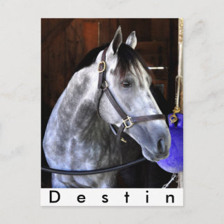 Destin Postcard