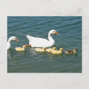 Destiny Gifts Postcard