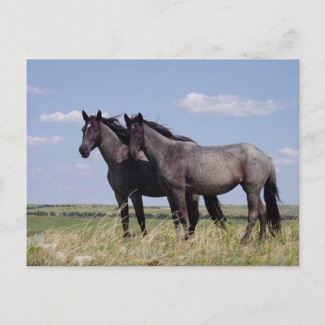 Destiny Ranch Peaceful Horses Postcard (Front)