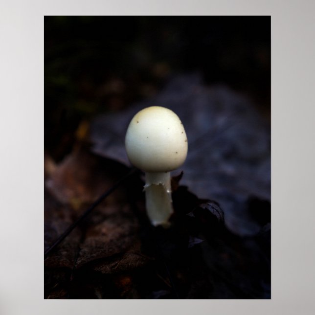Destroying Angel Death Cap Mushroom Poster (Front)