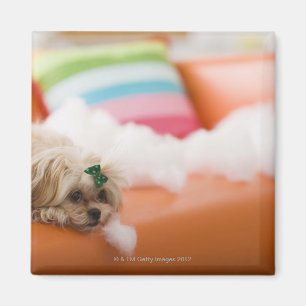 Destructive dog magnet