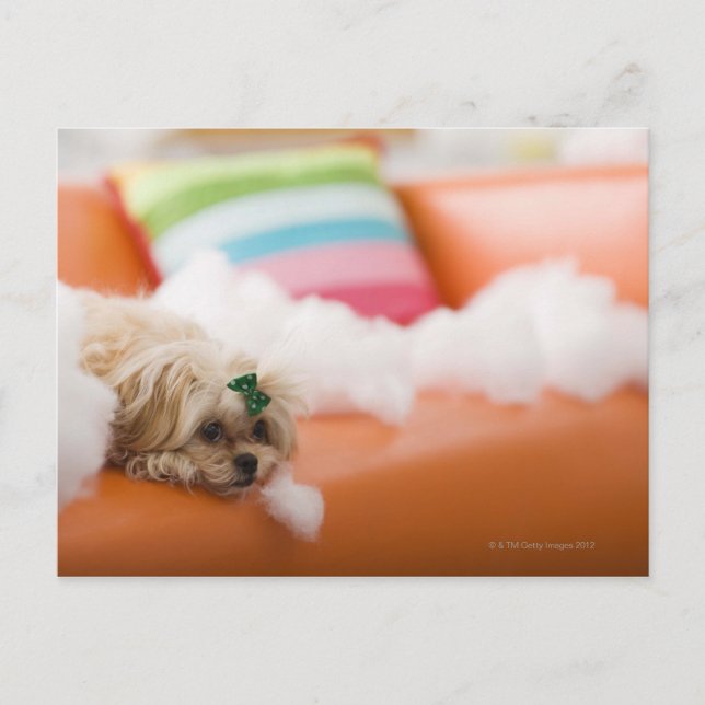 Destructive dog postcard (Front)
