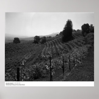 Detail, Draper Vineyards near St. Helena, 1966 Poster