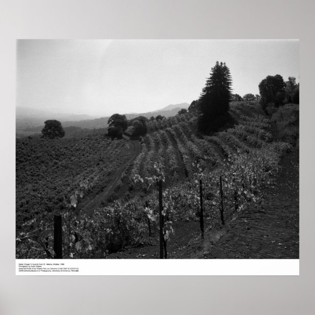 Detail, Draper Vineyards near St. Helena, 1966 Poster (Front)