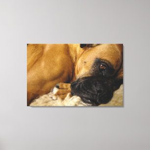 Detail of a Boxer Canvas Print