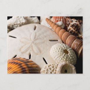 Detail Of Seashells From Around The World Postcard