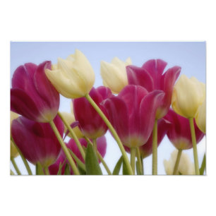 Detail of tulips. Credit as: Don Paulson / Photo Print