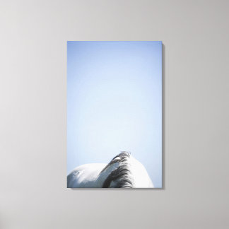 detail of white horse canvas print