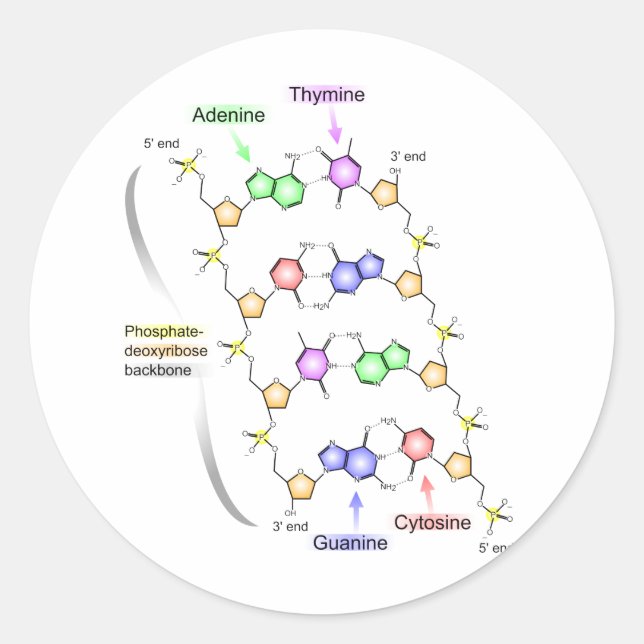 Detailed Diagram of the Chemical structure of DNA Classic Round Sticker (Front)