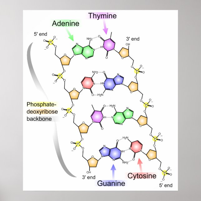 Detailed Diagram of the Chemical structure of DNA Poster (Front)