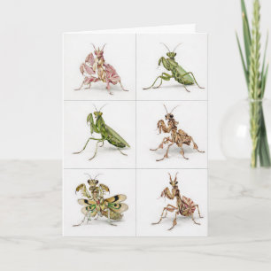Detailed Praying Mantis Species Art Bug Lover  Card
