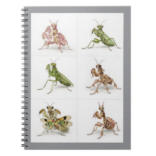 Detailed Praying Mantis Species Art Bug Lover  Notebook