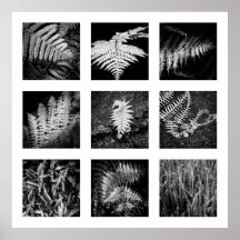 Details of Nature series - Ferns poster